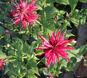 drought resistant flowers, flowers, gardening, Bee Balm