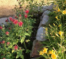 drought resistant flowers, flowers, gardening, Bee balm and Stella D oro Lillies