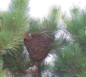 A little side note...these are pictures of  a tree in our back yard, a swarm of bees moved out of their hive,