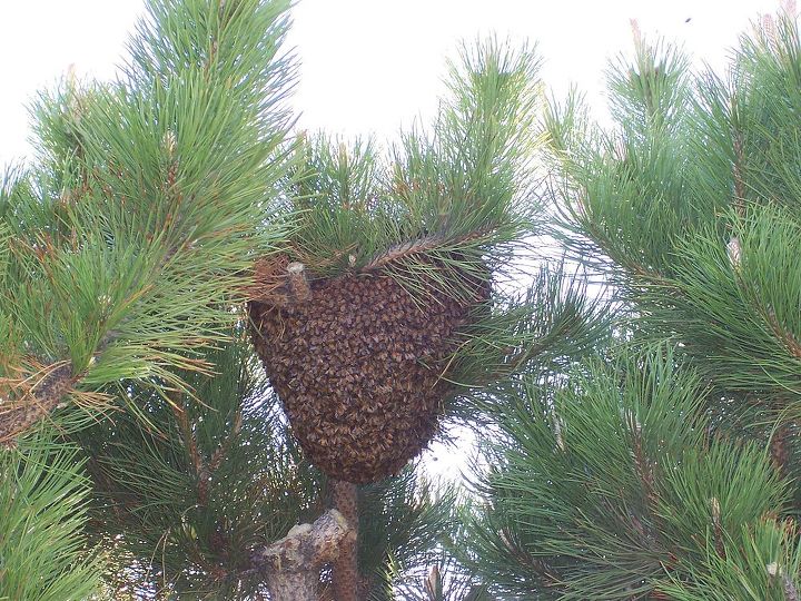 a little side note these are pictures of a tree in our back yard a swarm of bees, gardening, pest control, bee swarm
