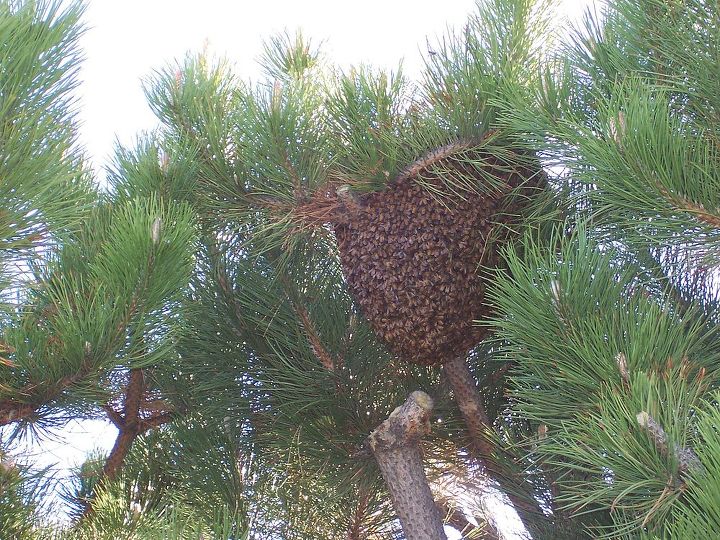 a little side note these are pictures of a tree in our back yard a swarm of bees, gardening, pest control, same o