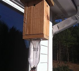 Carpenter bee house building