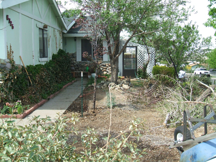the yard at my house was a shambles when i moved in it became my project over the, gardening, landscape, outdoor living, Looking at the house from the street beginning cleanup