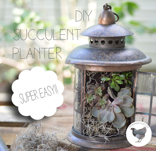 diy succulent planter, flowers, gardening, succulents