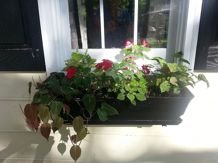 who says houseplants cannot make good window boxes, gardening, 2 boxes are identical and the other 2 have diffenbachia instead of the philodendron I added a coleous