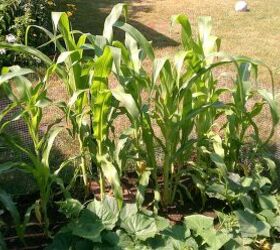 veggie garden getting bigger, corn