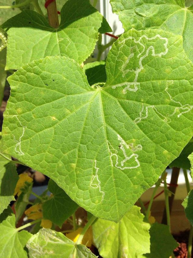 algum pode identificar o que isso na minha planta de pepino de picles de boston, Isto o que vejo nas folhas dos meus pepinos