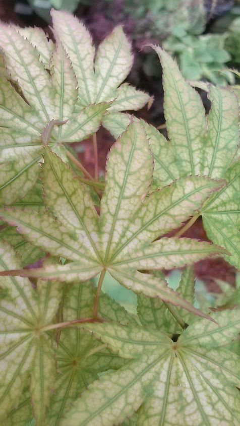 my love affair, Peaches and Cream