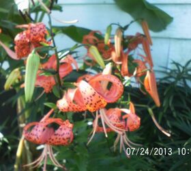 just some of the flowers in our yard, flowers, gardening, Tiger Lily Gone Wild