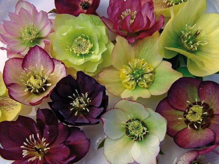 q lenten roses, flowers, gardening, landscape