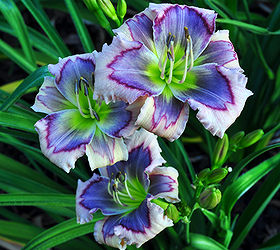 tips on growing daylilies, container gardening, flowers, gardening, perennials, On all types of Daylilies spent flowers should be snapped off daily and the entire flower scape should be cut off after all buds have passed