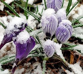 late spring snow, gardening, outdoor living, perennial, Snow Crocus
