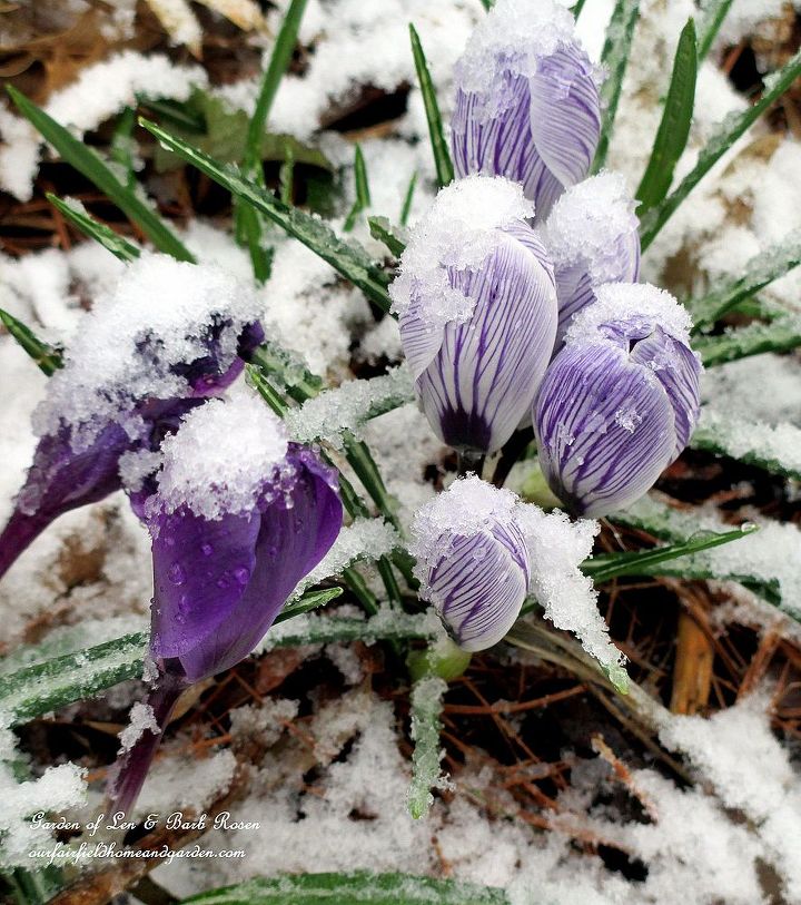 late spring snow, gardening, outdoor living, perennial, Snow Crocus