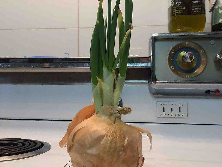 re growing onions, gardening, The bulb is about 4 in diameter and the stalks are about 8 tall Crazy right