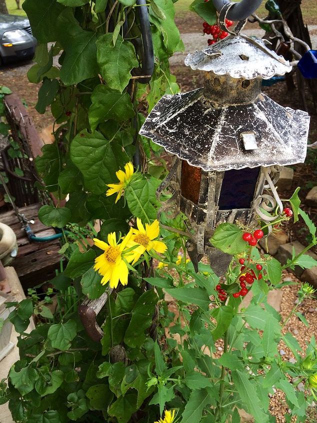 one cool day and i forget i am in texas, gardening, Pretty berries and wild sunflowers