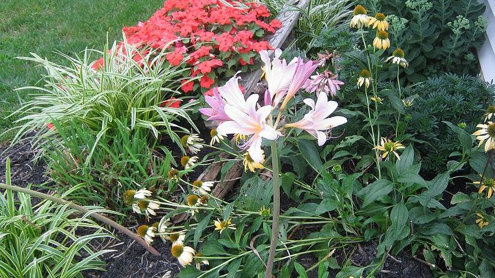 amaryllis belladonna naked lady surprise lily or resurrection lily, August 2013