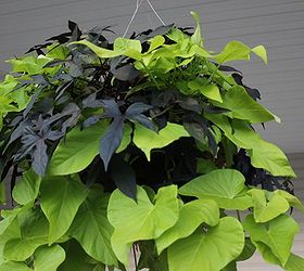 easy fall hanging baskets that you plant in spring, gardening, Gorgeous Fall Color