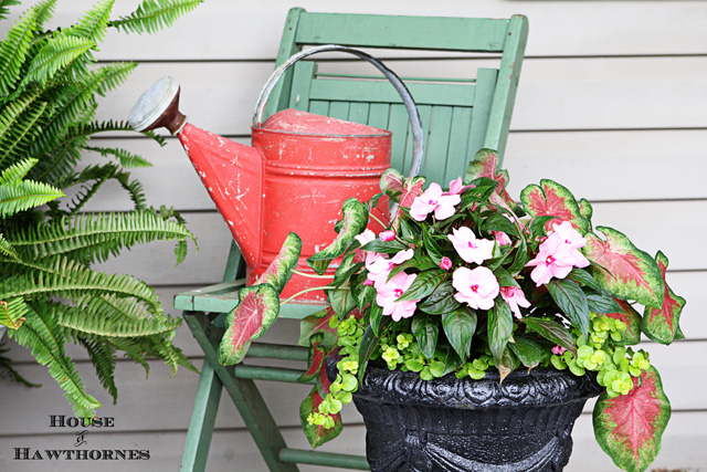 hot to trot patio pot aka tickled pink, gardening