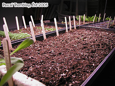 construir una mesa de plntulas con luces de cultivo de plantas, Bandejas para semilleros Ver c mo instalar una mesa de cultivo