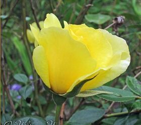 a yellow rose, gardening
