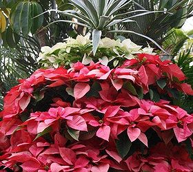 one of my favorite garden spots to visit is biltmore estates in asheville nc the, christmas decorations, gardening, seasonal holiday decor, Estate staff grows more than 1 000 poinsettias They also manage 80 varieties of roses