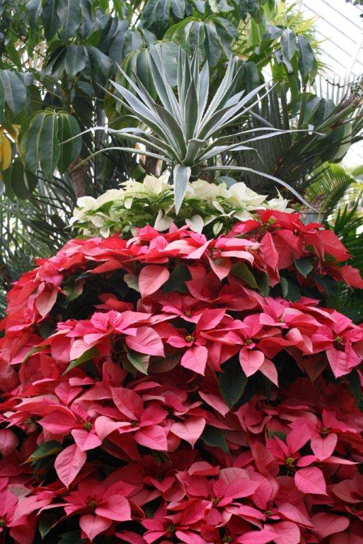 one of my favorite garden spots to visit is biltmore estates in asheville nc the, christmas decorations, gardening, seasonal holiday decor, Estate staff grows more than 1 000 poinsettias They also manage 80 varieties of roses