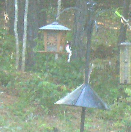 q i love my backyard birds and saw this unusual bird yesterday does anyone know what, pets animals