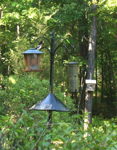 q i love my backyard birds and saw this unusual bird yesterday does anyone know what, pets animals