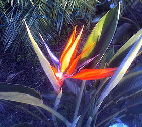 my little bit of paradise in florida, decks, flowers, outdoor living, My first Bird of paradise flower it was perfect