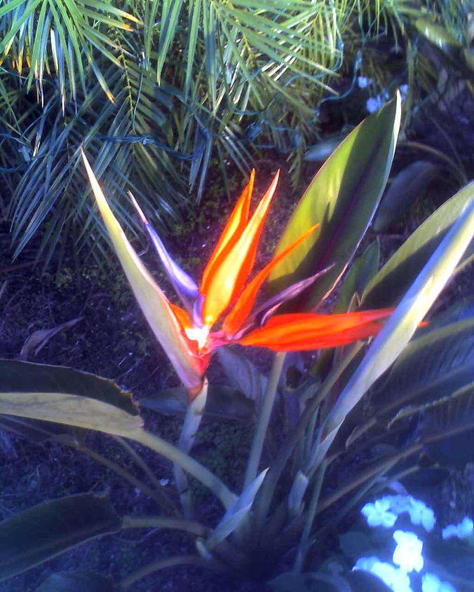 my little bit of paradise in florida, decks, flowers, outdoor living, My first Bird of paradise flower it was perfect