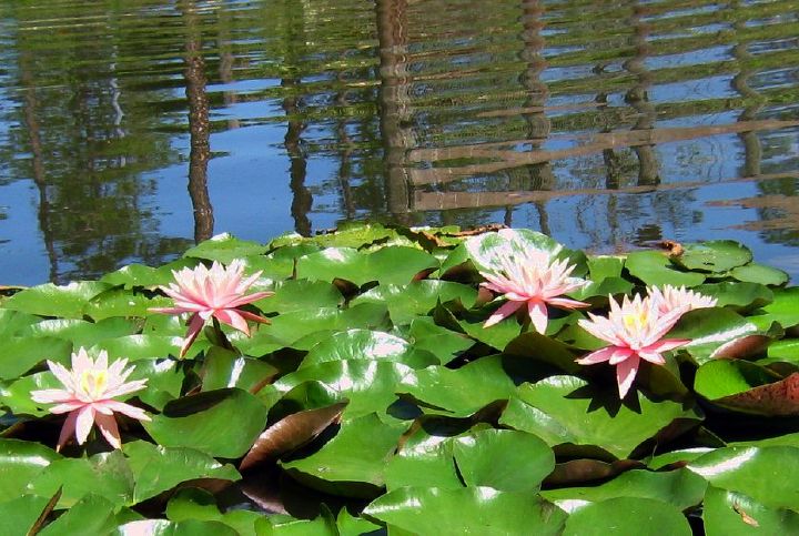 fort getaway, lilies in our pond