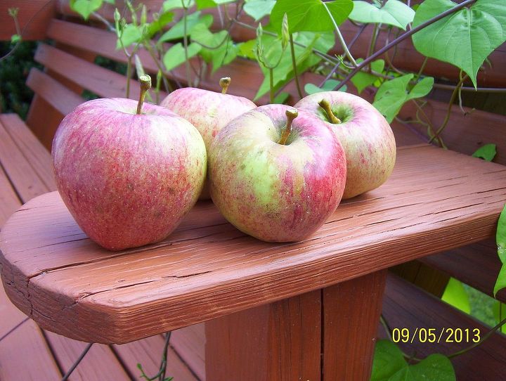 what type of apple, gardening