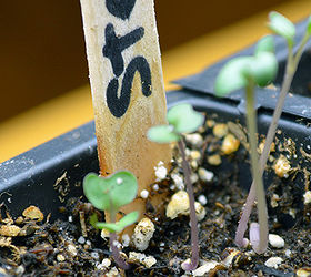 how to care for your seedlings four essential elements for healthy growth, gardening, See more at