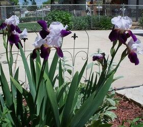 purple and yellow winners in the garden, flowers, gardening, raised garden beds, Love this dark purple and white iris