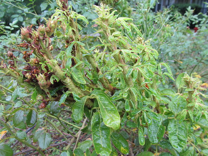 pregunta de jardn rosal louisville ky, Ha sido un largo y caluroso verano con muy poca lluvia