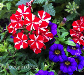 patriotic plants for a fourth of july party patriotic urbanliving, container gardening, flowers, gardening, patriotic decor ideas, seasonal holiday d cor, Verbena Lanai with a dark blue petunia