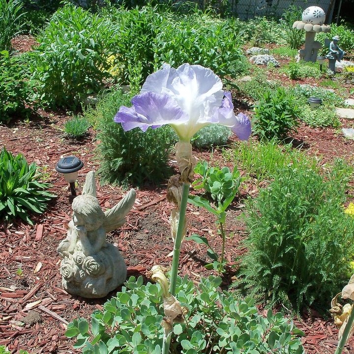 vencedores roxos e amarelos no jardim, Light Purple Iris transplantado do jardim suspenso traseiro no outono passado Eles sobreviveram e cresceram lindamente