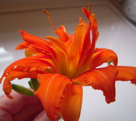 nombre de esta flor naranja oscuro
