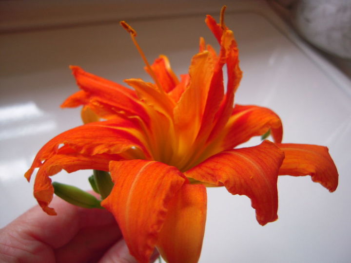 nome desta flor laranja escura