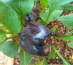 veggies, gardening, black mole pepper
