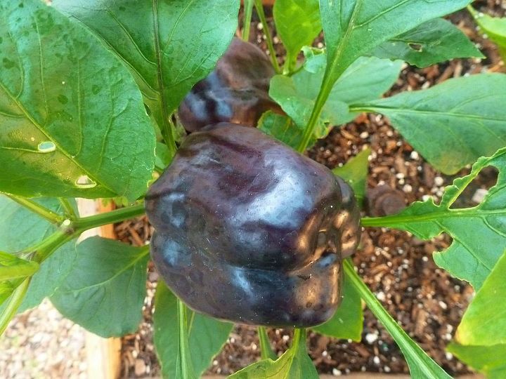 veggies, gardening, black mole pepper