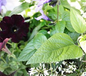 q ready to see black velvet petunias have you got any favorite black plants, gardening, Planted with Black and Blue Salvia and Euphorbia