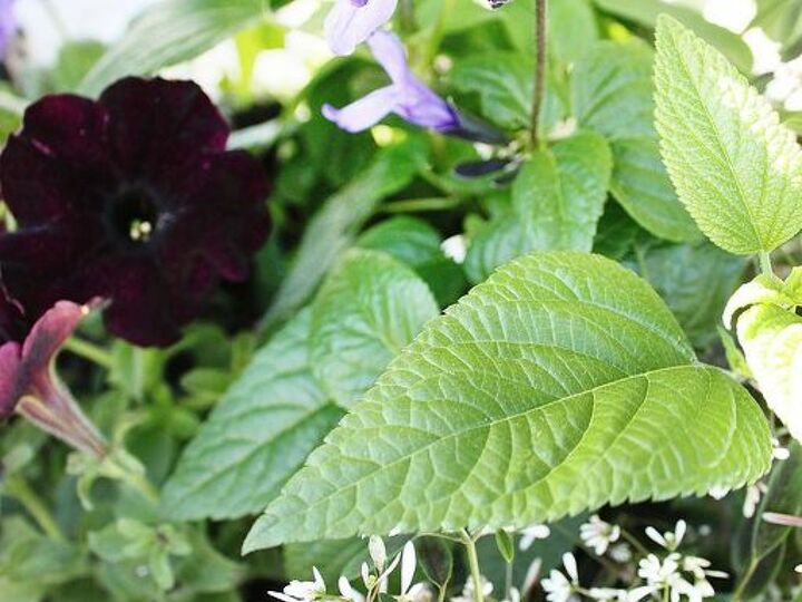 q ready to see black velvet petunias have you got any favorite black plants, gardening, Planted with Black and Blue Salvia and Euphorbia