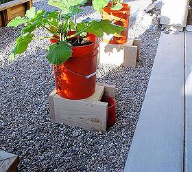 growing in containers, container gardening, gardening