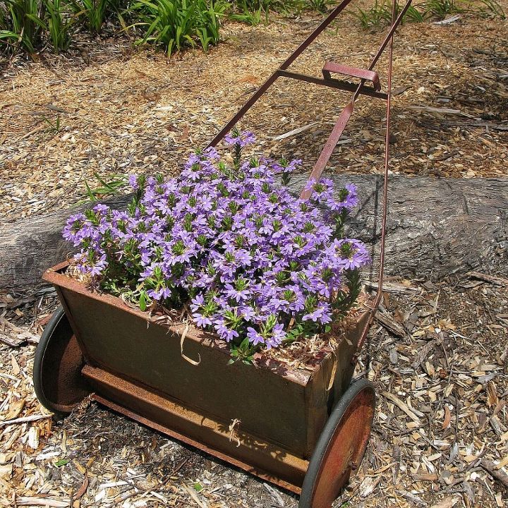 vintage seed spreader planted with scaevola or purple fan flower, flowers, gardening, repurposing upcycling