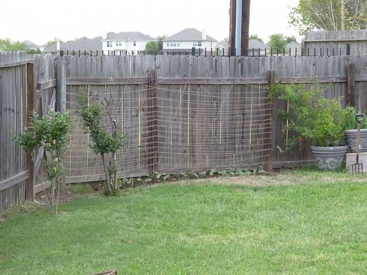 thanks to hometalk inspiration the new yard is coming together, gardening, outdoor living, The string on the fence is to trellis my asparagus beans which now cover that section of fence and have begun to bloom Small trees to the left are a whole row of crepe myrtles I brought back from the near dead They are now blooming