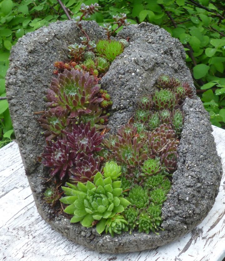 hypertufa and succulents a match made in heaven, flowers, gardening, succulents, Hypertufa fissure in appearance just like a crag or mountain cliff face with tiny Sempervivum cascading down The fissures are planted lying down until the plants are rooted in well enough