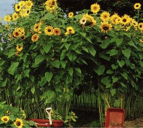top 10 easy backyard ideas for entertaining, Grow a sunflower house for the kids to play in Read the full article here