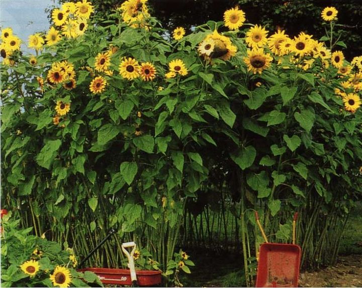 top 10 easy backyard ideas for entertaining, Grow a sunflower house for the kids to play in Read the full article here