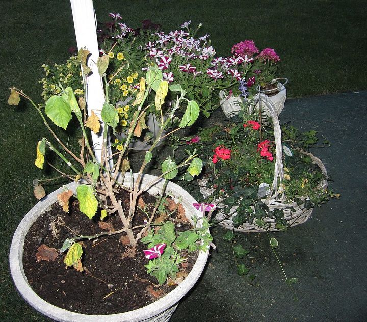 hibiscus help please, flowers, gardening, hibiscus, A Very Sad Hibiscus